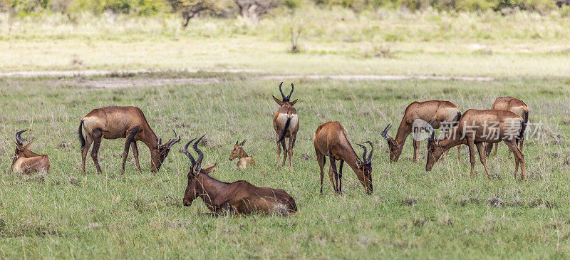 红羚群，红羚。Etosha N.P，纳米比亚